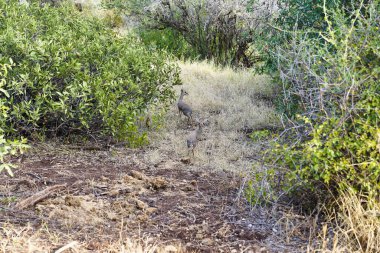 Kenya, Samburu 'daki Buffalo Springs Reserve' de alacakaranlık saatlerinde çalılıklarda oynayan bir çift Dikdik antilobu.
