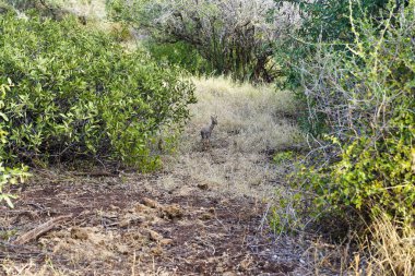 Kenya, Samburu 'daki Buffalo Springs Reserve' de alacakaranlık saatlerinde tek başına bir Dikdik tehlikeye dikkat eder.