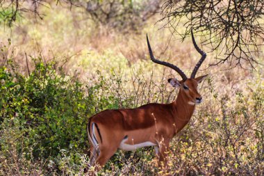 Kenya 'nın Samburu İlçesi' ndeki Buffalo Springs Rezervi 'nde bir akasya ağacının gölgesinde zarif boynuzları olan güzel bir erkek impala.