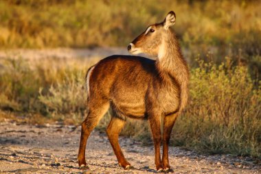 A young waterbuck is pictured in a golden twilight evening setting at the Buffalo Springs Reserve in Samburu County, Kenya clipart