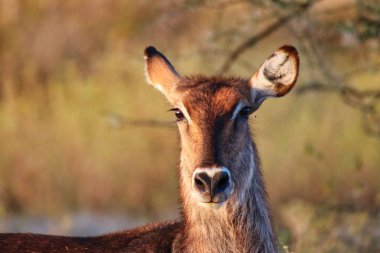 Kenya, Samburu 'daki Buffalo Springs Reserve' de akşam güneşinde genç bir su teknesinin kapanışı.