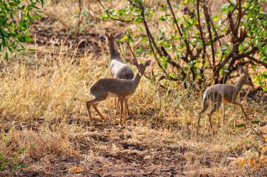 Kenya, Samburu 'daki Buffalo Springs Reserve' de alacakaranlık saatlerinde çalılıklarda oynayan Dikdik antiloplarından oluşan bir üçlü.