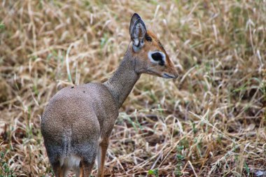 Kenya, Samburu 'daki Buffalo Springs Reserve' de küçük bir Dikdik antilobunun yakın çekimi.