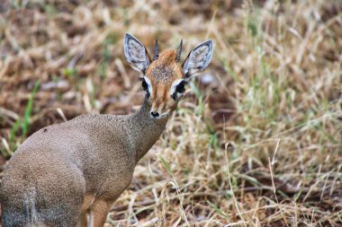 Kenya, Samburu 'daki Buffalo Springs Reserve' de küçük bir Dikdik antilobunun yakın çekimi.