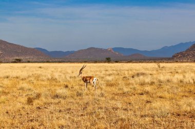 Kenya, Samburu 'daki Buffalo Springs Reserve' de, Afrika savanasının altın renklerinde tek başına bir Gazel resmedilmiştir.