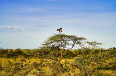 Kenya 'nın Samburu İlçesi' ndeki Buffalo Springs rezervindeki bir akasya ağacının tepesine kanatları tamamen açılmış muhteşem bir sekreter kuş.