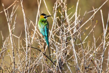 Kenya, Samburu 'daki Buffalo Springs Reserve' de bir çalılığa tünemiş beyaz boğazlı bir arı yiyici.