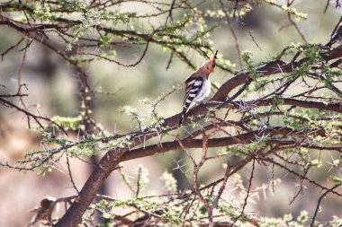 Kenya, Samburu 'daki Buffalo Springs Reserve' deki bir akasya ağacında Avrasya Hoopoe kuş sunumu.