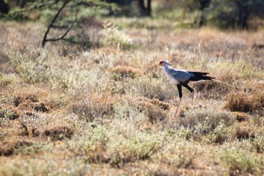 Kenya 'nın Samburu İlçesi' ndeki Buffalo Springs Barajı 'nın ovalarında yılan avına çıkmış bir sekreter kuş.
