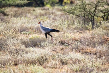 Kenya 'nın Samburu İlçesi' ndeki Buffalo Springs Barajı 'nın ovalarında yılan avına çıkmış bir sekreter kuş.