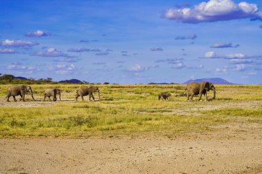 Afrika, Kenya 'nın Samburu bölgesindeki Buffalo Springs rezervlerinin tozlu yollarında ilerleyen bir fil sürüsü.