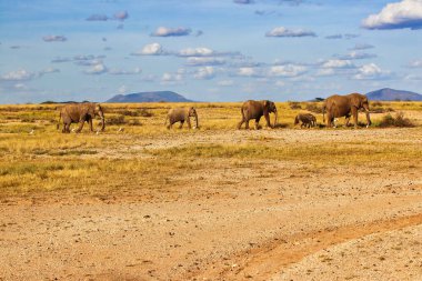 Afrika, Kenya 'nın Samburu bölgesindeki Buffalo Springs Reserve' de bir fil sürüsü hareket halinde.