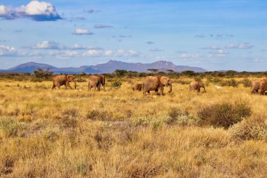 Afrika, Kenya 'nın Samburu bölgesindeki Buffalo Springs Rezervi' nin kuru çim ovalarında ilerleyen bir fil sürüsü.