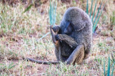Bir zeytin maymunu Kenya, Samburu 'daki Buffalo Springs Rezervi' nde parazitleri ve keneleri temizler.