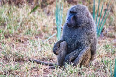 Kenya, Samburu 'daki Buffalo Springs Reserve' de bir zeytin maymunu sürüsünü izliyor.