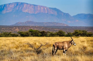 A lone endangered Beisa Oryx,endemic to North Kenya in the bright afternoon sun with Mount Ololokwe in the background on a hot afternoon at the Buffalo Springs Reserve in Samburu County, Kenya clipart
