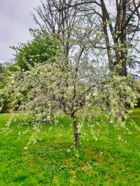 Armut ağacı, botanik adı Pyrus salicifolia pendula. Narin beyaz çiçekleri baharın başında Ottawa, Ontario, Kanada 'daki Dominion Botanik Bahçeleri' nde açar.