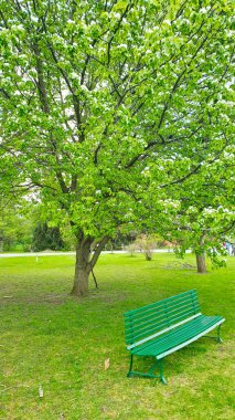 Armut ağacı, botanik adı Pyrus salicifolia pendula, baharın başında çiçek açan narin beyaz pendula Ottawa, Ontario, Kanada 'daki Dominion Botanik Bahçeleri' ndeki yeşil bir park bankında
