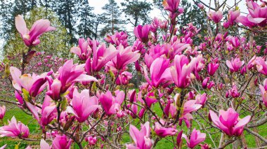 Ottawa, Ontario, Kanada 'daki Dominion Botanik Bahçeleri' nde ilkbaharın başlarında, açık pembe Magnolia çiçekleri açar.