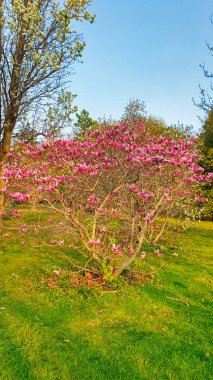 Pastel Pembe Magnolia çiçekleri ilkbaharın başında Ottawa, Ontario, Kanada 'daki Dominion Botanik Bahçeleri' nde açar.