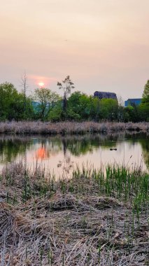 Ottawa, Ontario, Kanada 'daki Dominion Botanik Bahçeleri' ndeki Dows Gölü 'ndeki kamış kuyruklu bataklıkların üzerinde güneş batıyor.