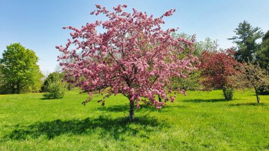 Kanada 'nın Ontario, Ottawa kentindeki Dominion Botanik Bahçeleri' nde yemyeşil çayırlarda çiçek açan elma ağaçları.