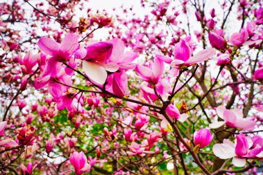 Mayıs ayı başında, Ottawa, Ontario, Kanada 'daki Dominion Botanik Bahçeleri' nde pembe çiçekli bir manolya ağacı.