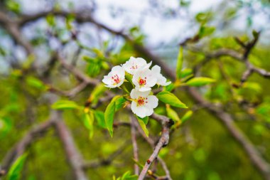 Çiçek açan armut çiçekleri, botanik adı Pyrus salicifolia pendula ilkbaharın başlarında Ottawa, Ontario, Kanada 'daki Dominion Botanik Bahçeleri' nde
