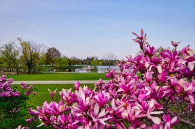 Ottawa 'daki Dows Gölü manzarasının ön planında Ottawa, Ontario, Kanada' daki Dominion Botanik Bahçeleri 'nde koyu pembe Magnolia çiçekleri var.