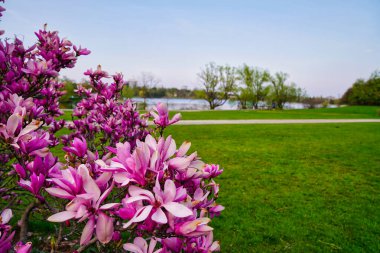 Ottawa 'daki Dows Gölü manzarasının ön planında Ottawa, Ontario, Kanada' daki Dominion Botanik Bahçeleri 'nde koyu pembe Magnolia çiçekleri var.