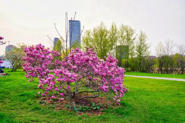 İlkbaharın başlarında koyu pembe çiçekli manolya ağaçları Ottawa, Ontario, Kanada 'daki Dominion Botanik Bahçeleri' nde taze yeşil çimlerle çevrili çayırların arasında çiçek açıyor.