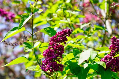 Ottawa, Ontario, Kanada 'daki Dominion Botanik Bahçeleri' nde ilkbaharın başlarında çiçek açan koyu pembe yengeç elması.