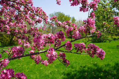 Kapalı pembe elma çiçekleri, narin bir çiçek kokusu ile ilkbaharda, mayıs ortasında Ottawa, Ontario, Kanada 'daki Dominion Botanik Bahçeleri' nde