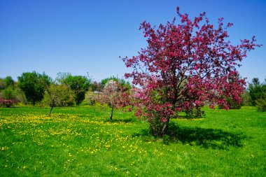 Ottawa, Ontario, Kanada 'daki Dominion Botanik Bahçeleri' nde açık bir ilkbahar gününde karahindiba ile yemyeşil çayırlarda açan pembe çiçekli yaban elması ağaçları.