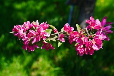 Kapalı pembe elma çiçekleri, narin bir çiçek kokusu ile ilkbaharda, mayıs ortasında Ottawa, Ontario, Kanada 'daki Dominion Botanik Bahçeleri' nde