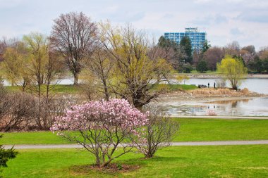 Ottawa 'daki Dows Gölü manzarasının ön planında Ottawa, Ontario, Kanada' daki Dominion Botanik Bahçeleri 'nde koyu pembe Magnolia çiçekleri var.