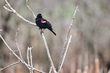 Kırmızı kanatlı Blackbird, Kanada 'nın Ontario, Ottawa kentindeki Dominion Botanik Bahçeleri' nde bir dala tünedi.