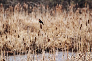 Kanada, Ontario, Ottawa 'daki Dominion Botanik Bahçeleri' ndeki Dows Gölü 'nün sazlık bataklıklarına tünemiş kırmızı kanatlı Blackbird.