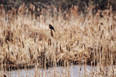 Red winged Blackbird perched on a cattail stalk in the reed marshes of Dows Lake at the Dominion Arboretum Gardens in Ottawa,Ontario,Canada clipart