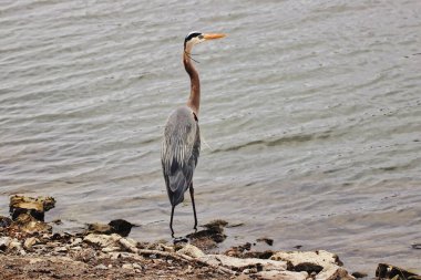 Büyük Mavi Balıkçıl Ottawa, Ontario, Kanada 'daki Dows gölünde balık arıyor.