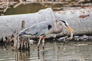 A Great Blue Heron catching a shrimp in the rideau canal in early spring in Ottawa,Ontario,Canada at the Dominion Arboretum Gardens in Ottawa,Ontario,Canada clipart