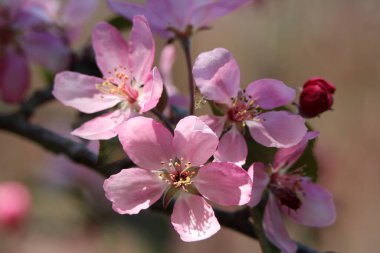 Close up of delicate pink Crab apple blossoms with a delicate floral scent in full bloom in spring, mid may in the Glebe area of Ottawa,Ontario,Canada clipart
