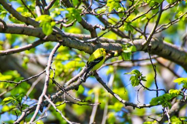 Amerikan ispinozu Ottawa, Ontario, Kanada 'daki Dominion botanik bahçesindeki bir ağacın dalına tünemişti.