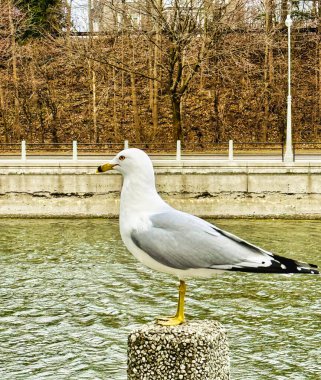 Rideau Kanalı 'nda Ottawa, Ontario, Kanada' da martı martıları var.