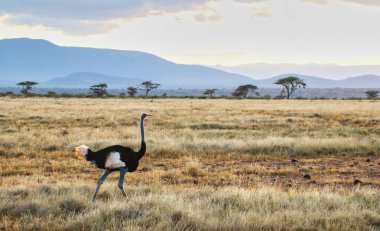 A Mellow evening scene of a lone somali ostrich native to North Kenya and endangered, looking for its mate at the Buffalo Springs Reserve in Samburu County, Kenya clipart