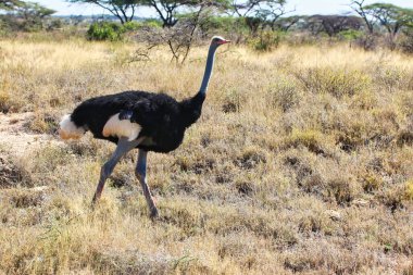 A Somali Ostrich male, endangered and native to North Kenya in mid-stride while running through the dry savanna grass plains at the Buffalo Springs Reserve in Samburu County, Kenya clipart