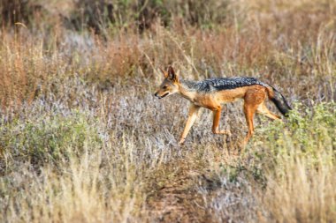 Black Backked Jackal Kenya, Samburu 'daki Buffalo Springs Reserve' in ovalarında hareket halinde.