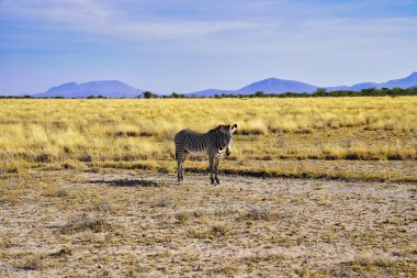 An endangered and rare Grevy's Zebra contemplates visitors in the dry savanna grass plains with rolling hills in the distance at the Buffalo Springs Reserve in Samburu County, Kenya clipart