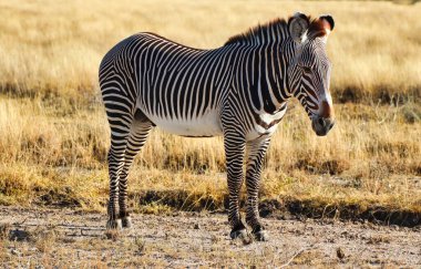 Close up of a beautiful, rare and endangered Grevy's Zebra with characteristic stripes at the Buffalo Springs Reserve in Samburu County, Kenya clipart