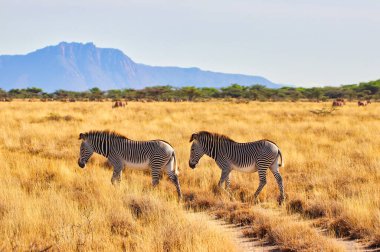 Spectacular African savanna scene of a pair of endangered Grevy's Zebras moving through dry grass plains with rolling hills in the far distance at the Buffalo Springs Reserve in Samburu County, Kenya clipart